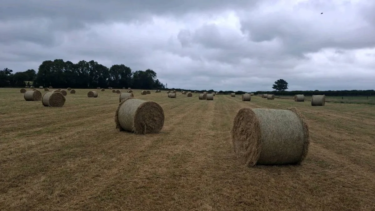Hay