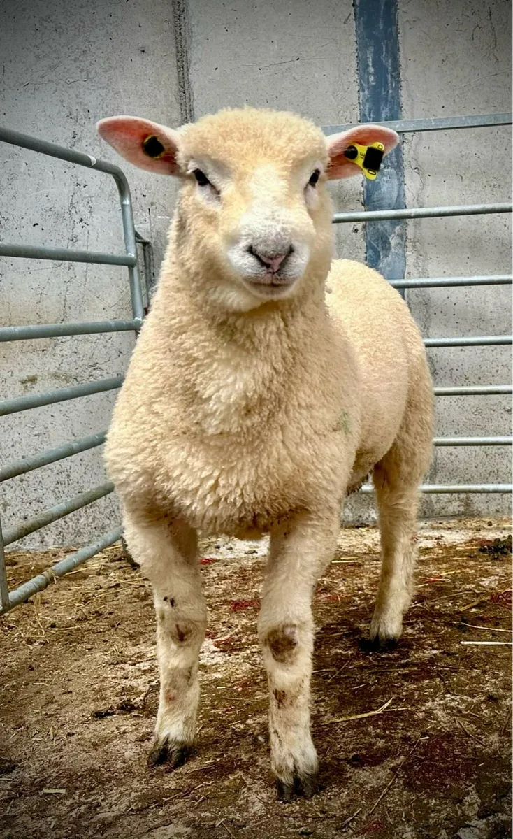 Dorset Ram Lamb - Image 2