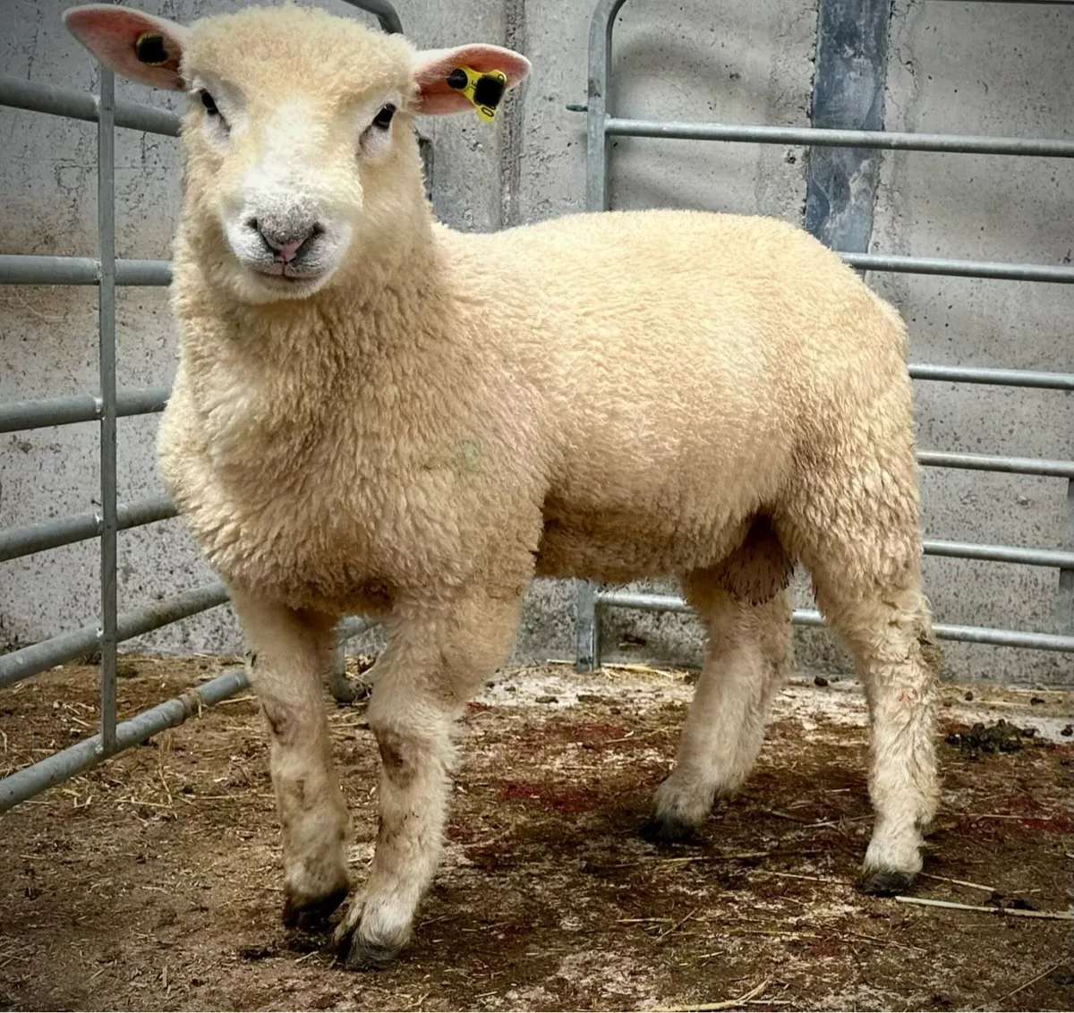 Dorset Ram Lamb - Image 1