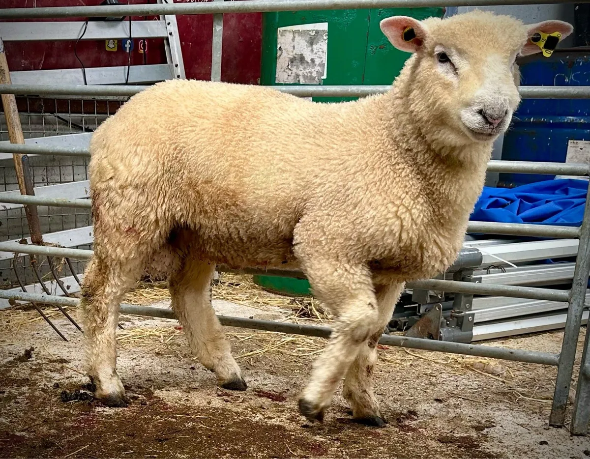 Dorset Ram Lamb - Image 3