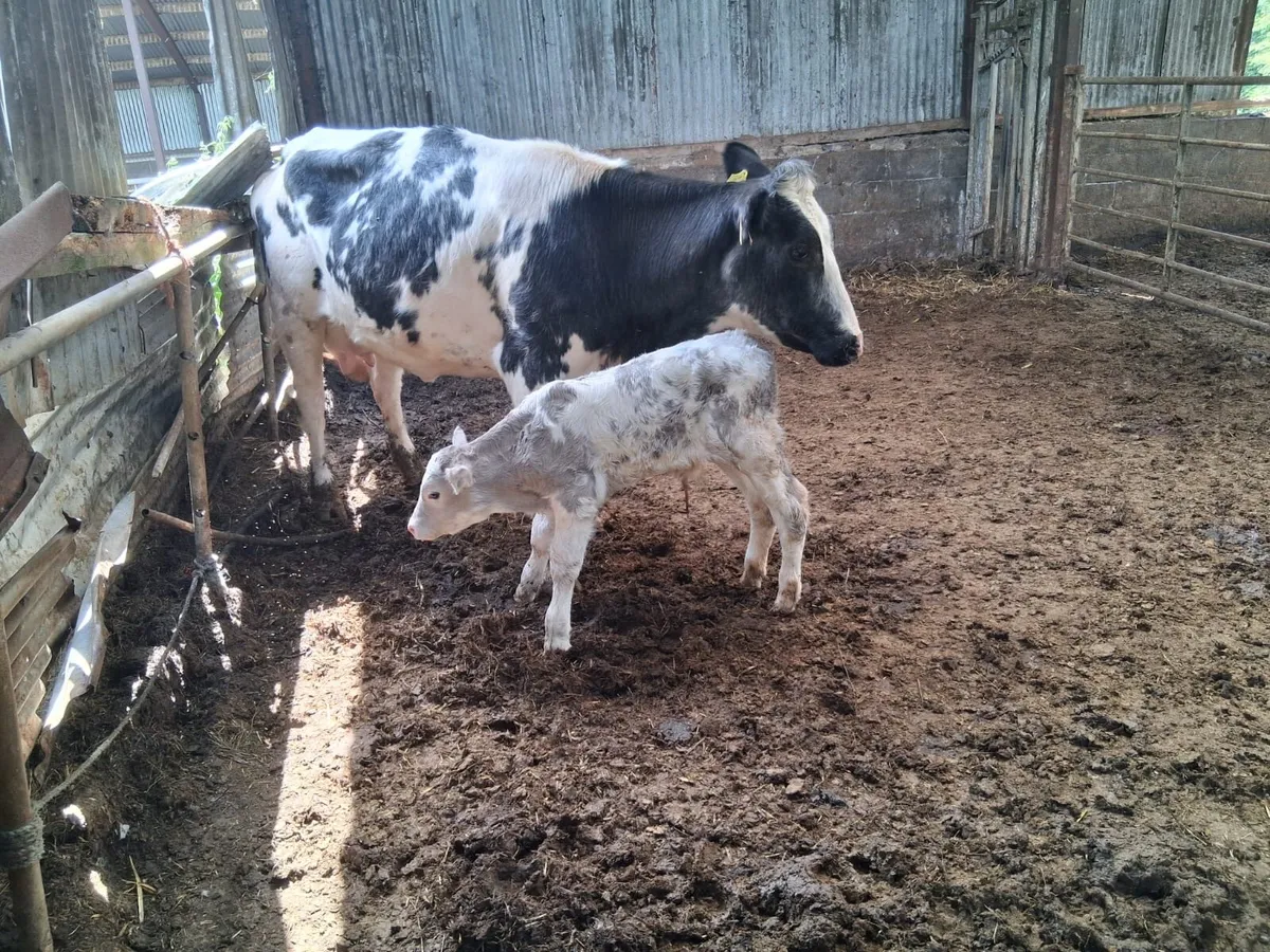 Super, 5 Star, B.B Calved Heifer - Image 1