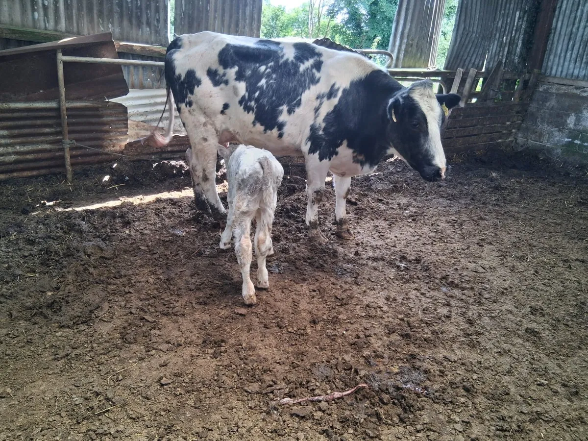 Super, 5 Star, B.B Calved Heifer - Image 2