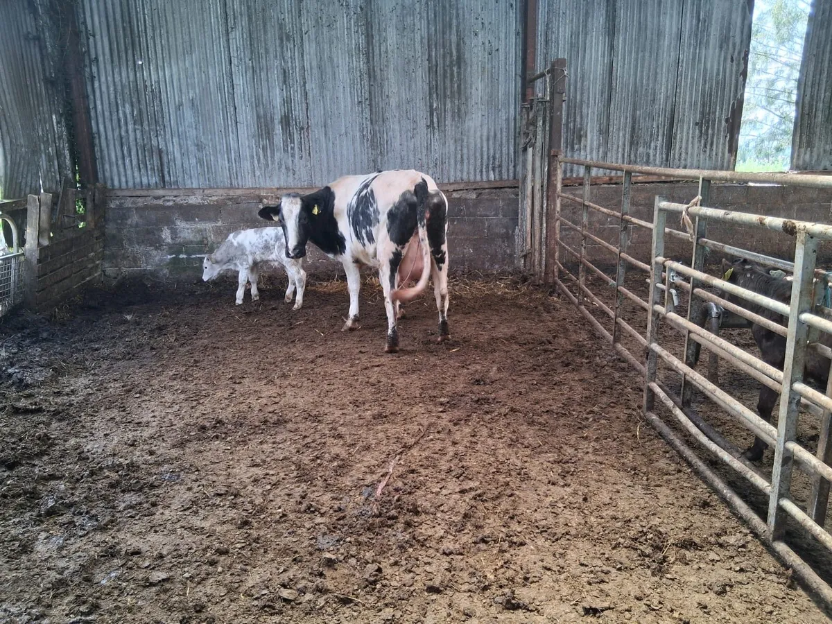 Super, 5 Star, B.B Calved Heifer - Image 3