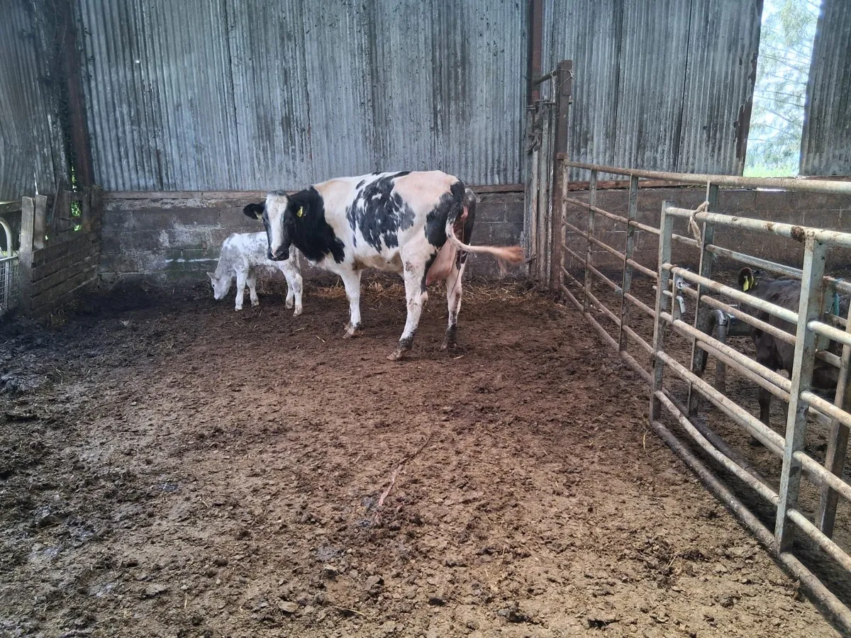 Super, 5 Star, B.B Calved Heifer - Image 4