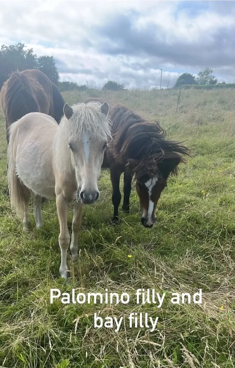 Kerry Bog Ponies - Image 2