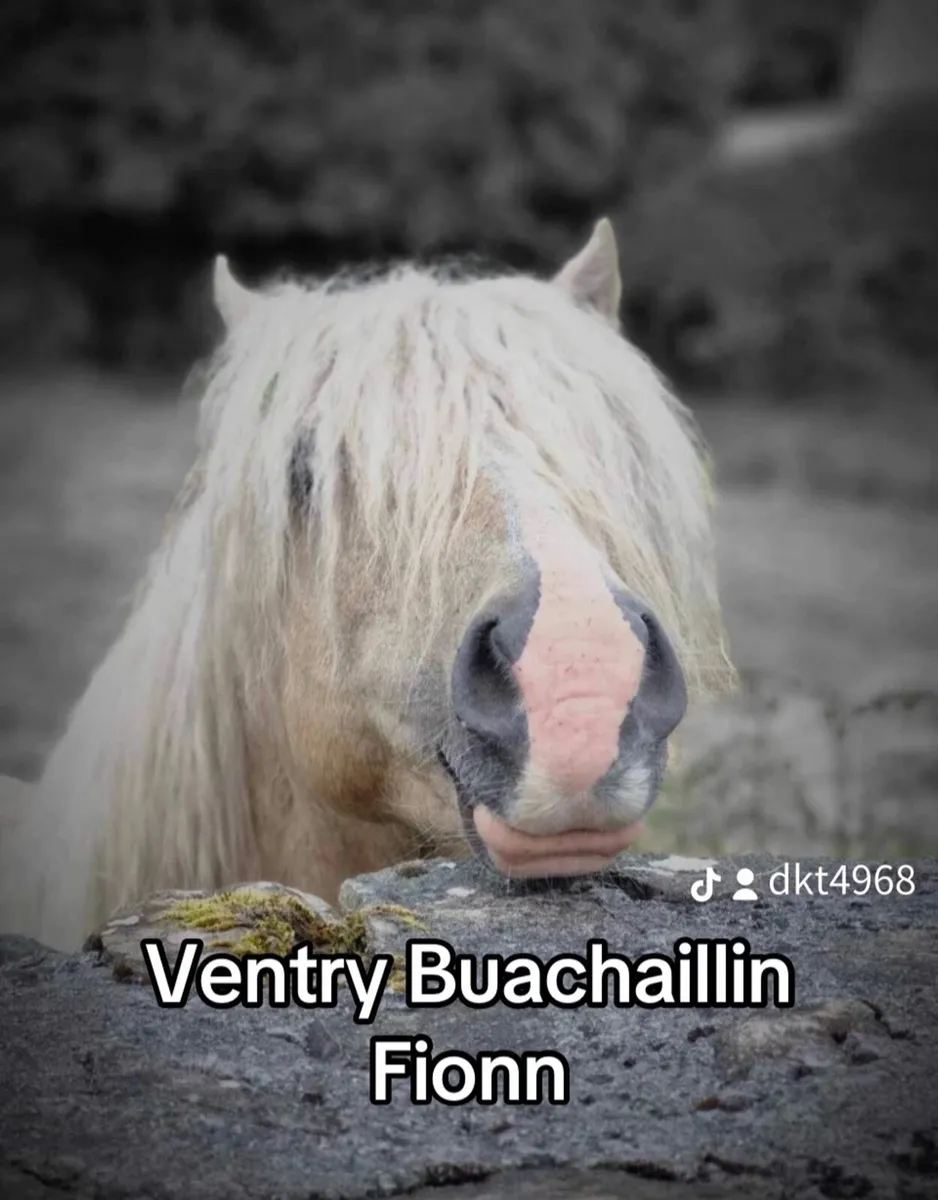 Kerry Bog Ponies - Image 3