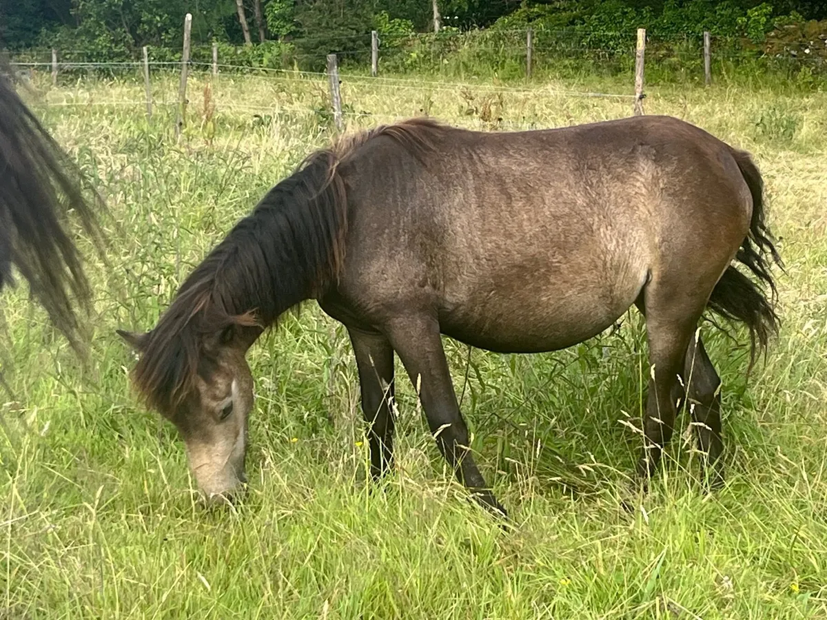 Kerry Bog Ponies - Image 4