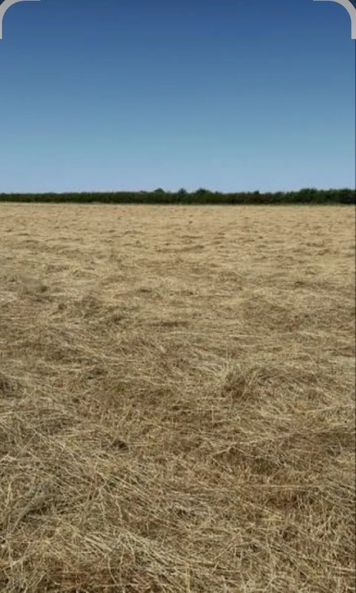 Hay on the flat
