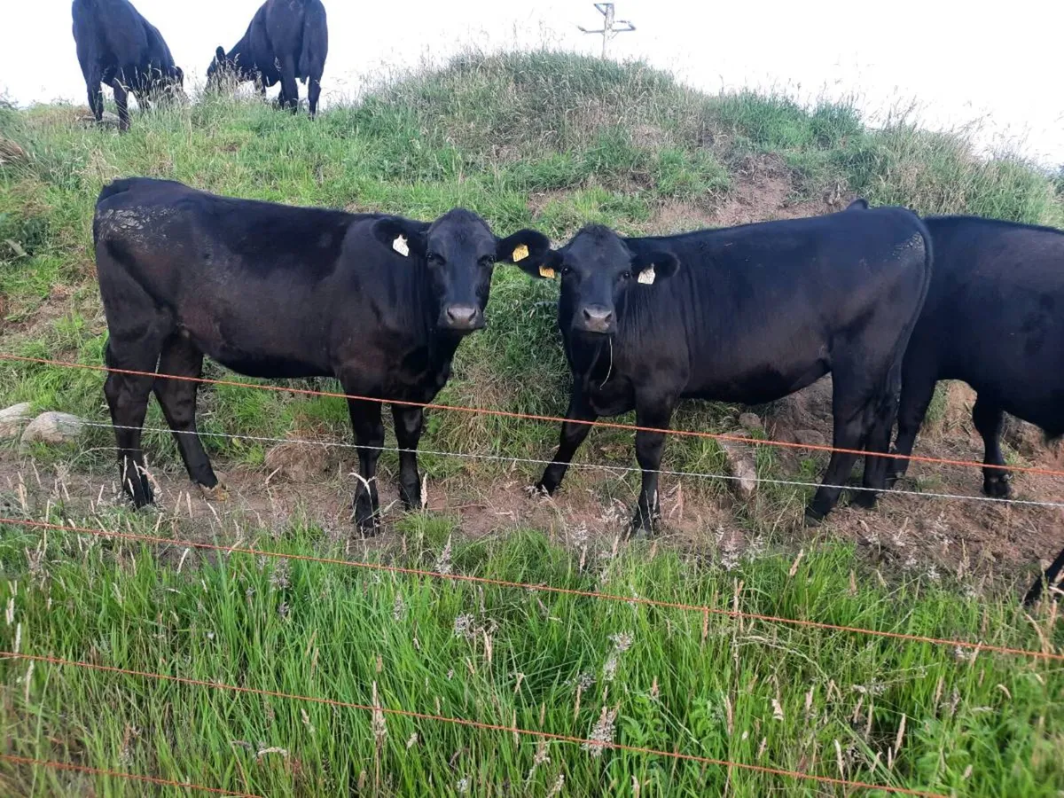 Aberdeen Angus Bullocks & Heifers for sale - Image 1