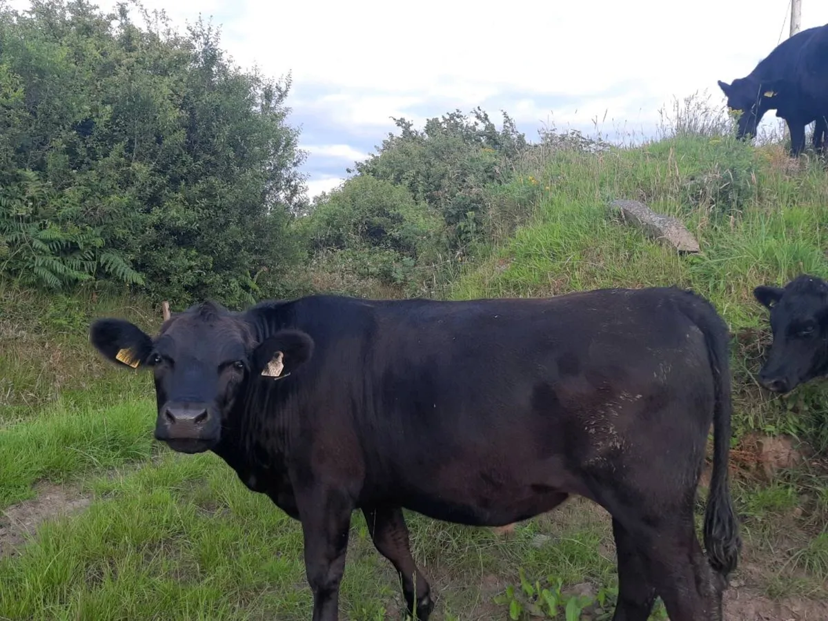 Aberdeen Angus Bullocks & Heifers for sale - Image 2