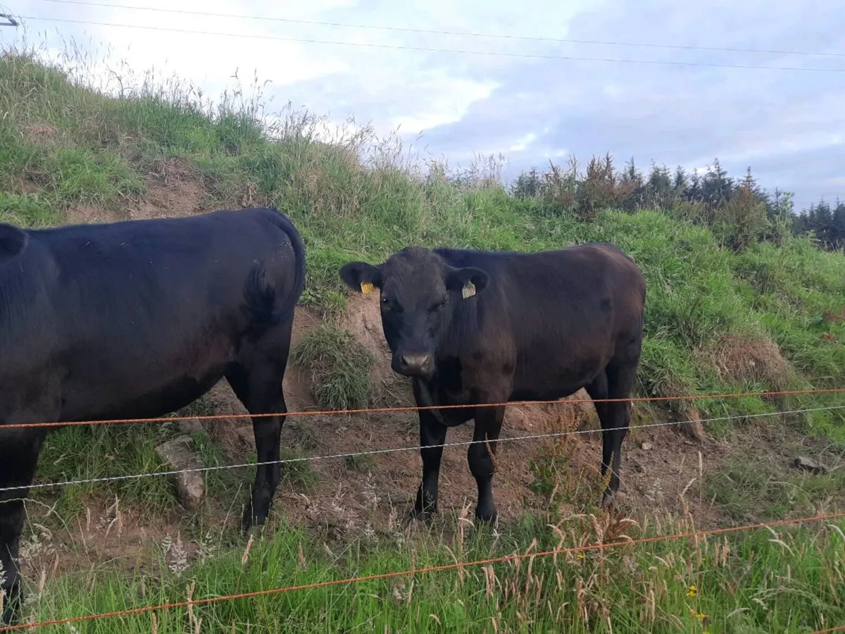 Aberdeen Angus Bullocks & Heifers for sale - Image 3