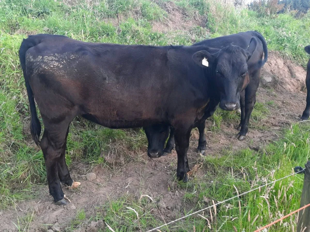 Aberdeen Angus Bullocks & Heifers for sale - Image 4