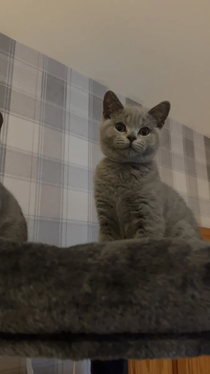 British shorthair kittens - Image 1