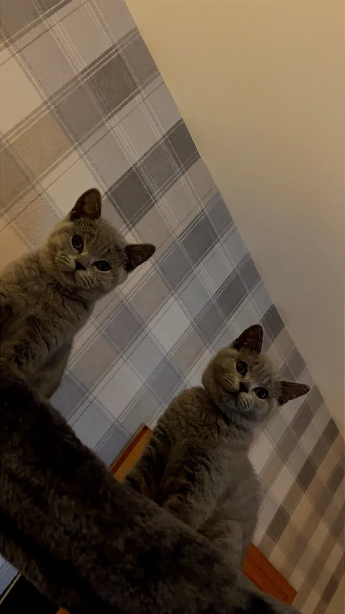 British shorthair kittens - Image 2