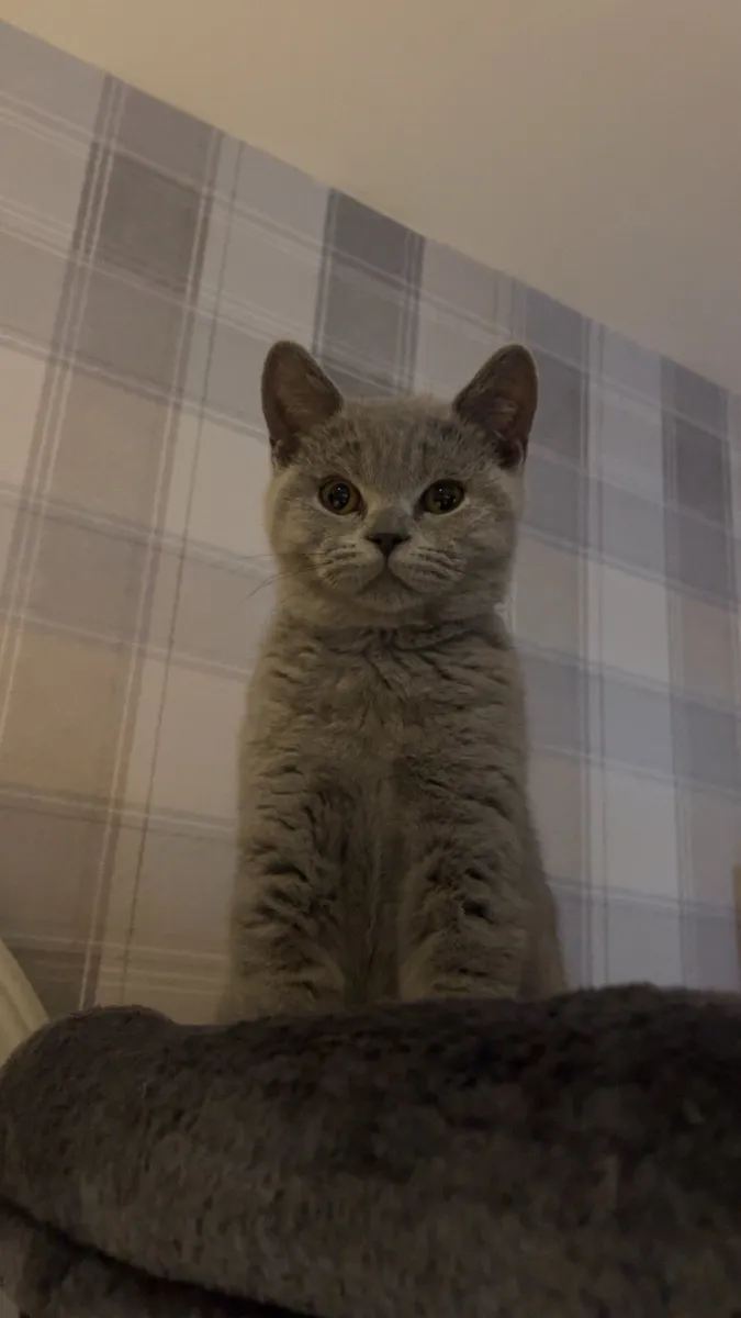 British shorthair kittens - Image 3