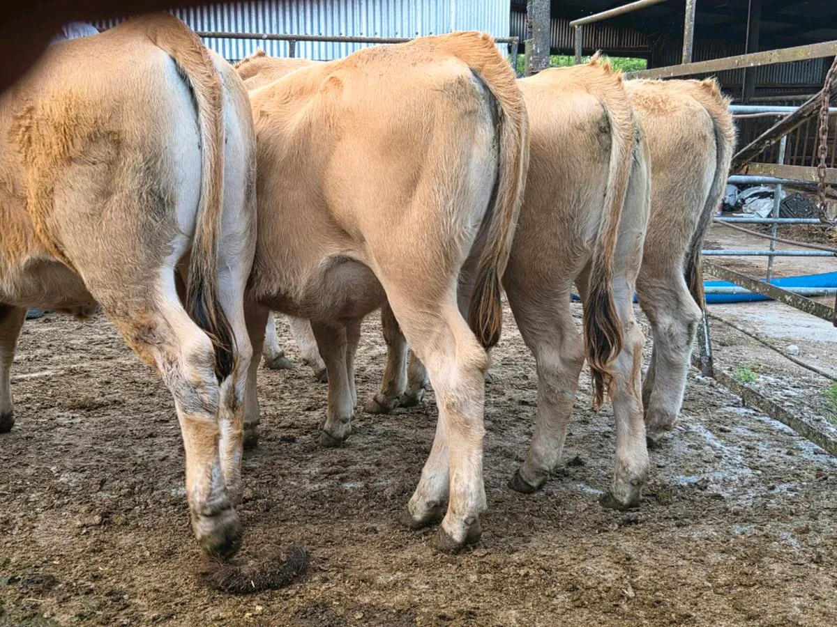 Pedigree aubrac Heifers - Image 2