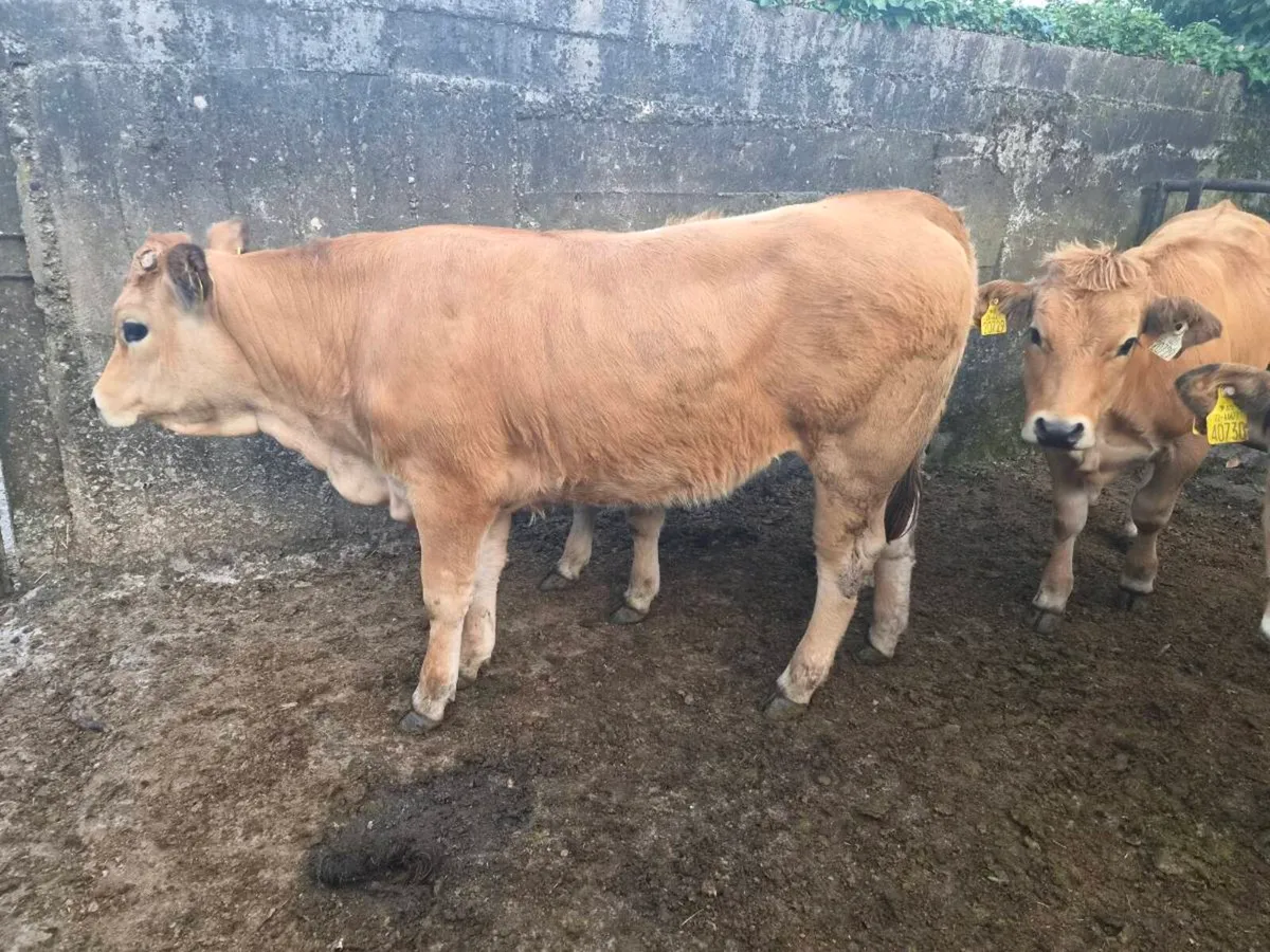Pedigree aubrac Heifers - Image 3