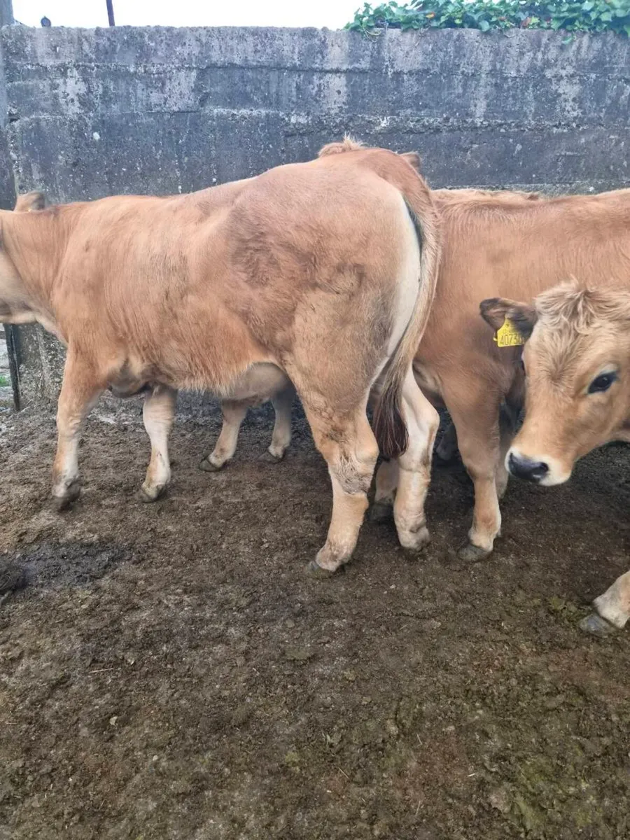 Pedigree aubrac Heifers - Image 4