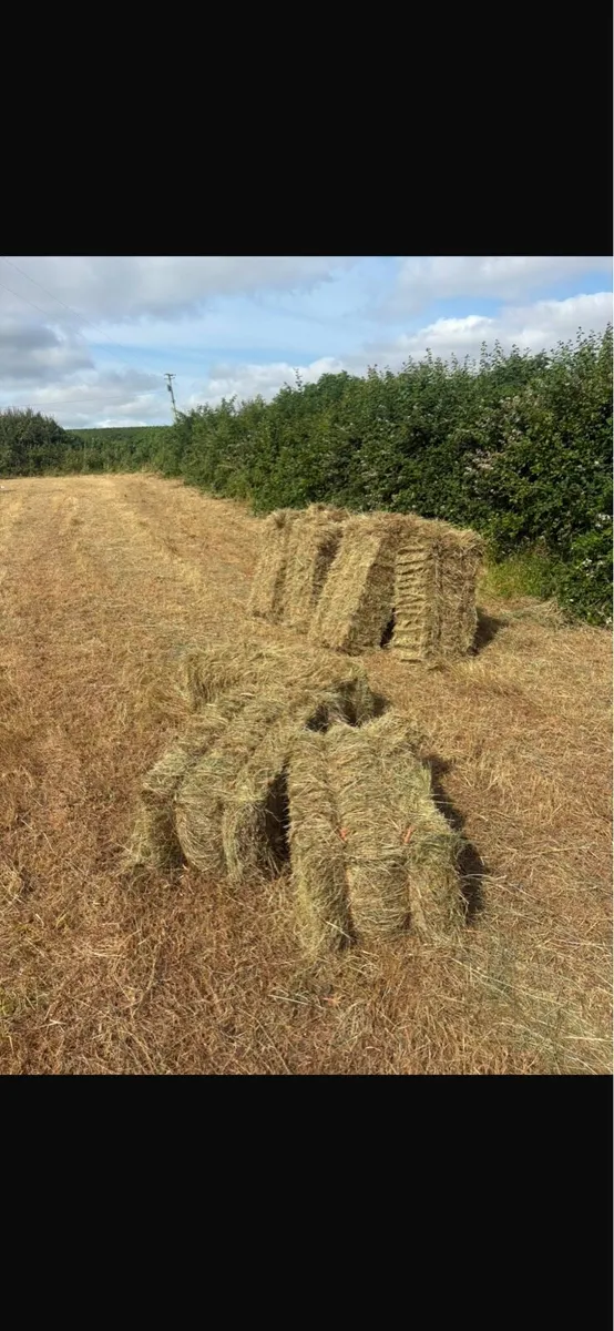 Small Square Bales of Hay - Image 1