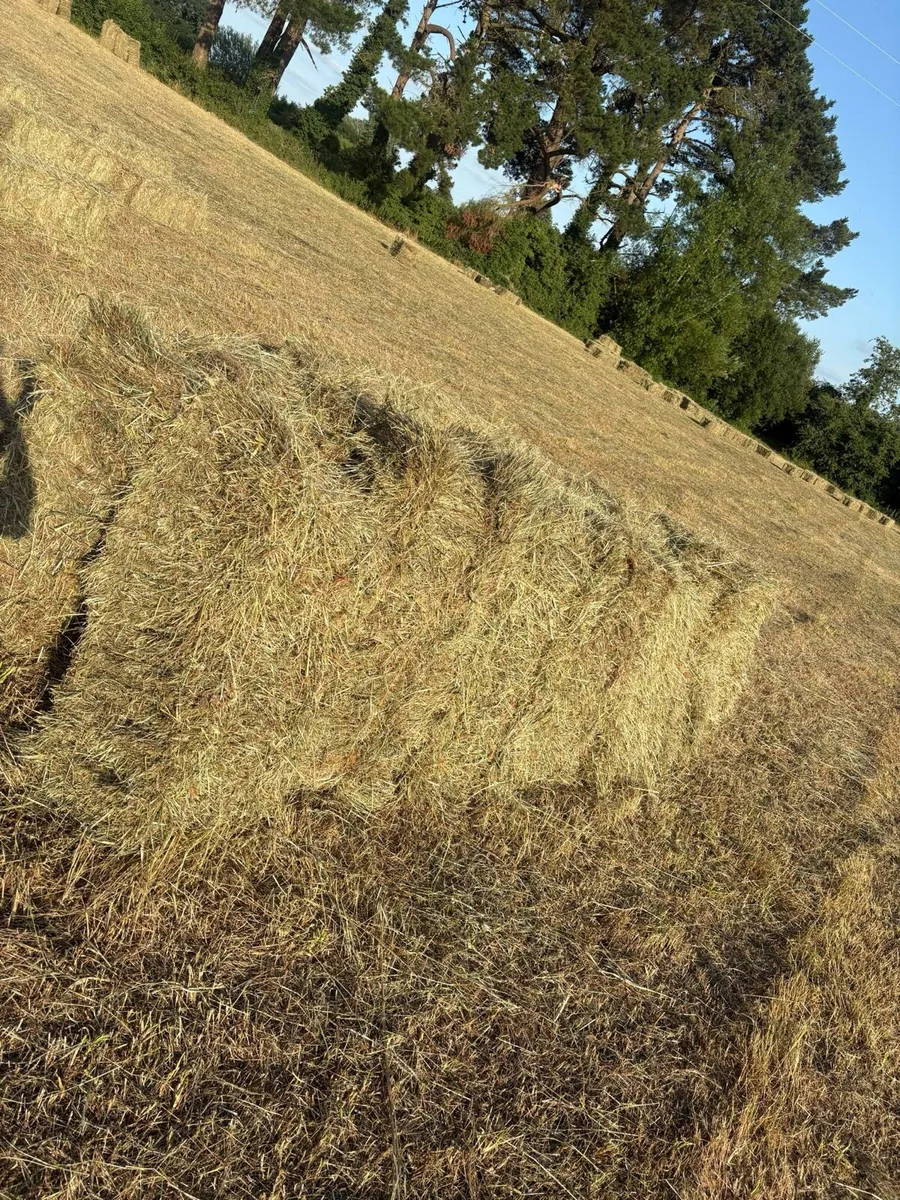 Small Square Bales of Hay - Image 2