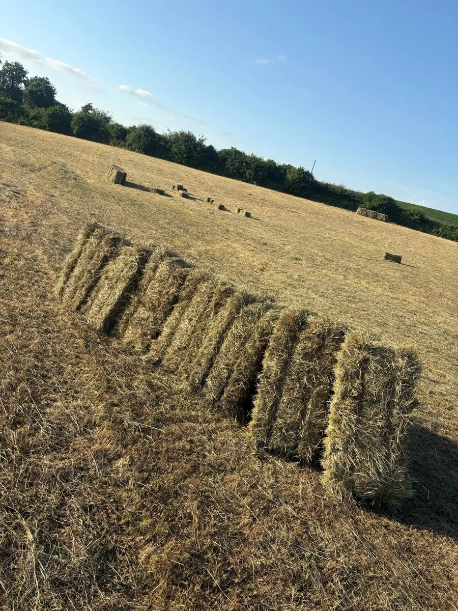 Small Square Bales of Hay - Image 3