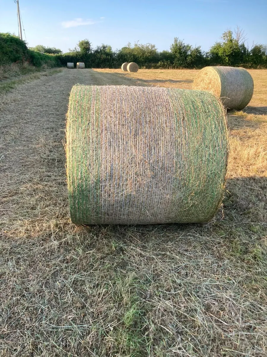 Hay - Image 1