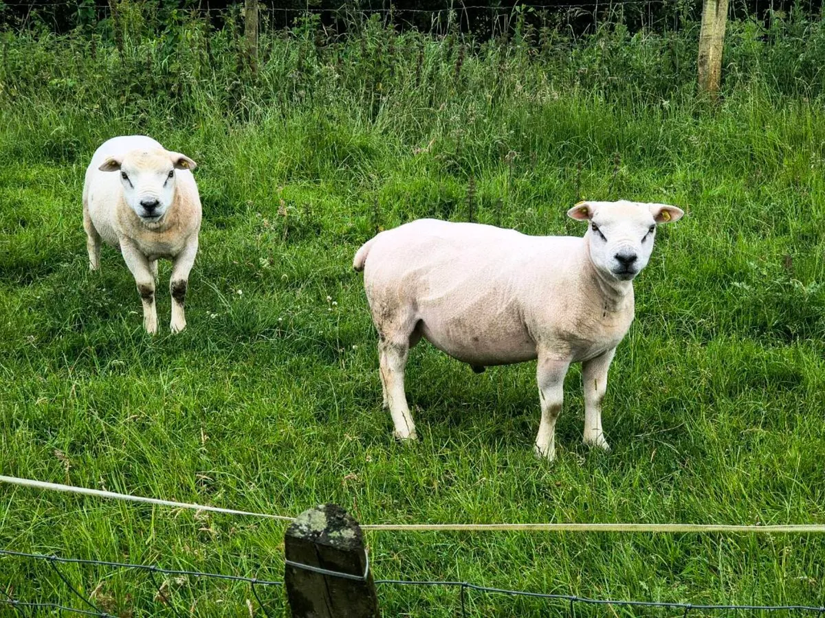 2 Organic Pedigree Texel Hoggets - Image 1