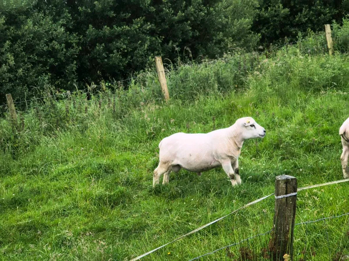 2 Organic Pedigree Texel Hoggets - Image 2