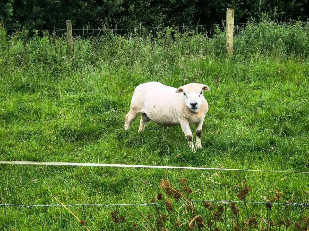 2 Organic Pedigree Texel Hoggets - Image 3