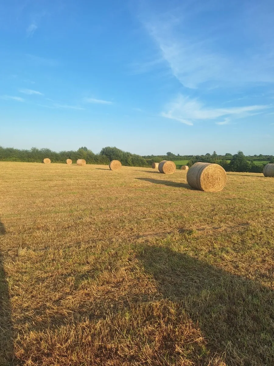 Hay for Sale - Image 1