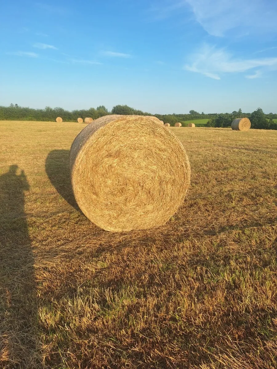 Hay for Sale - Image 2