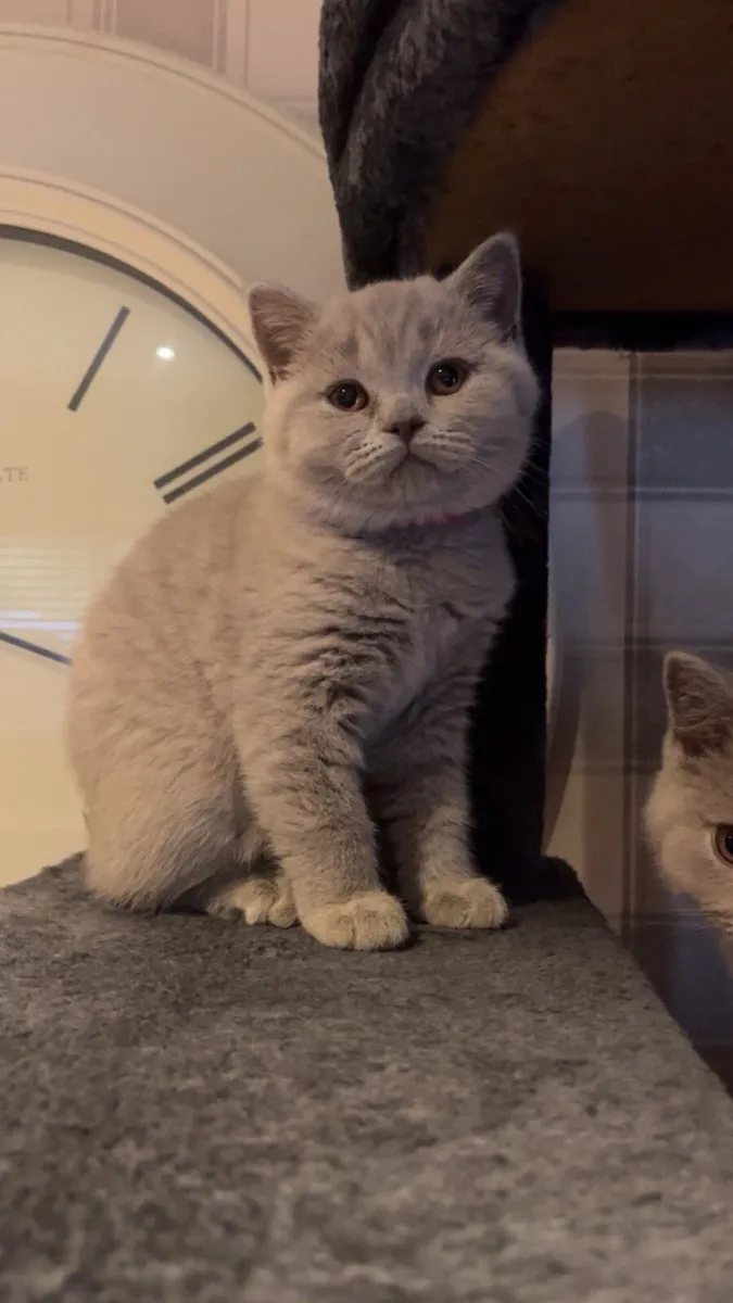 British Shorthair Kittens lilac - Image 1