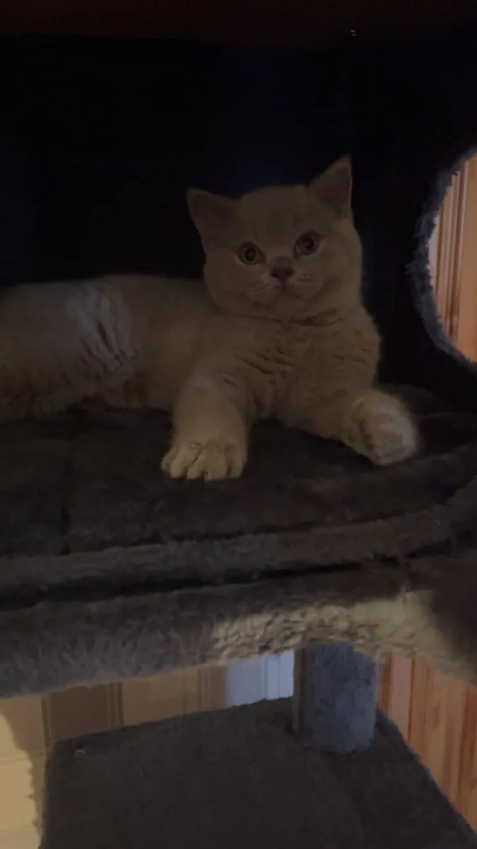 British Shorthair Kittens lilac - Image 2