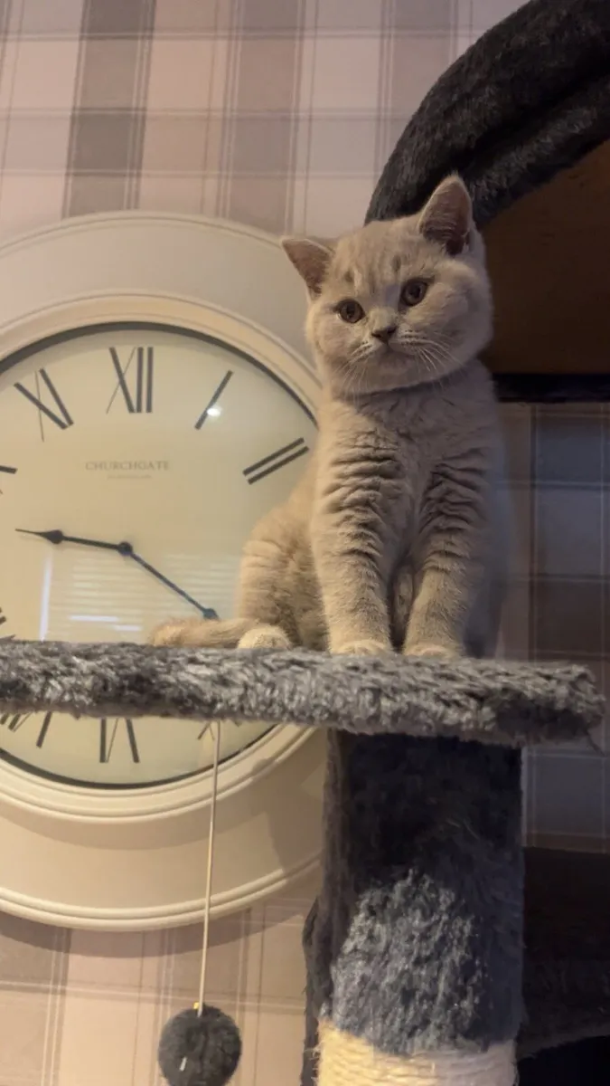 British Shorthair Kittens lilac - Image 3