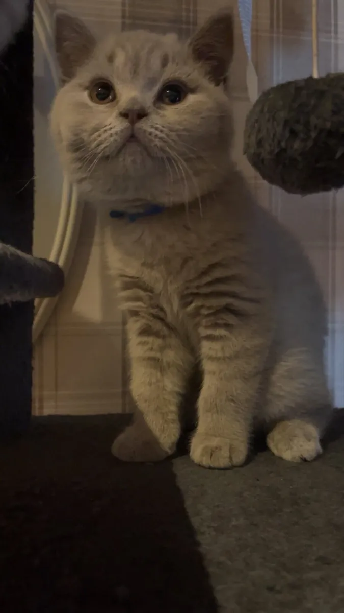 British Shorthair Kittens lilac - Image 4