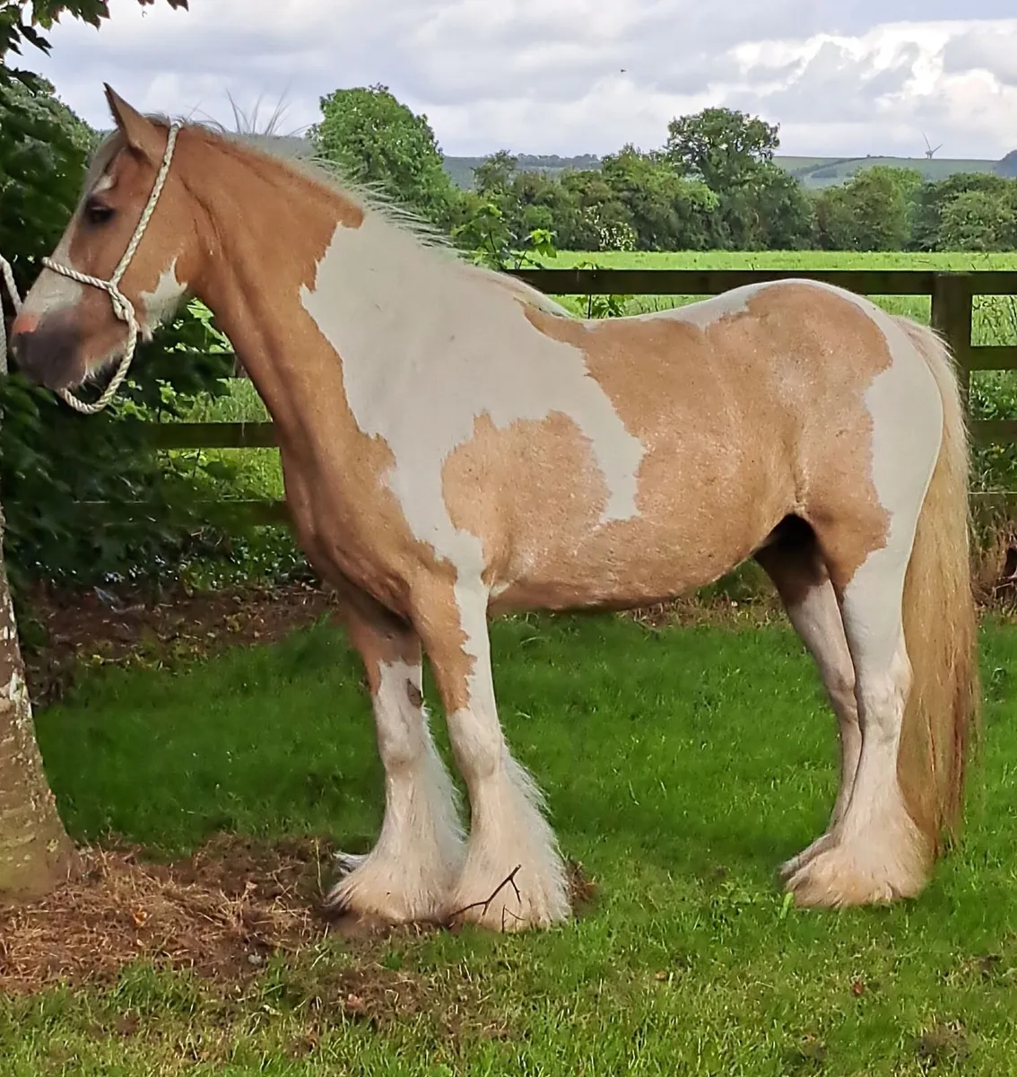 Palomino and White Mare - Image 2
