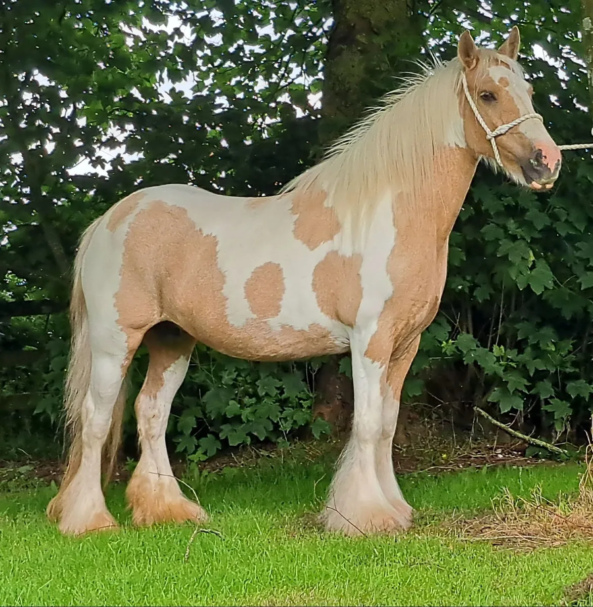 Palomino and White Mare - Image 3