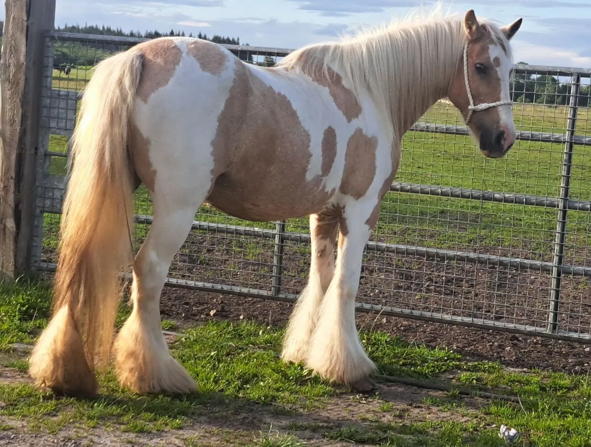 Palomino and White Mare - Image 4