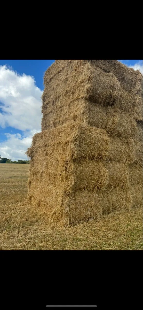 Cheapest Wexford straw - Image 1