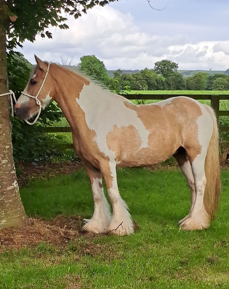 Palomino and White Mare - Image 1
