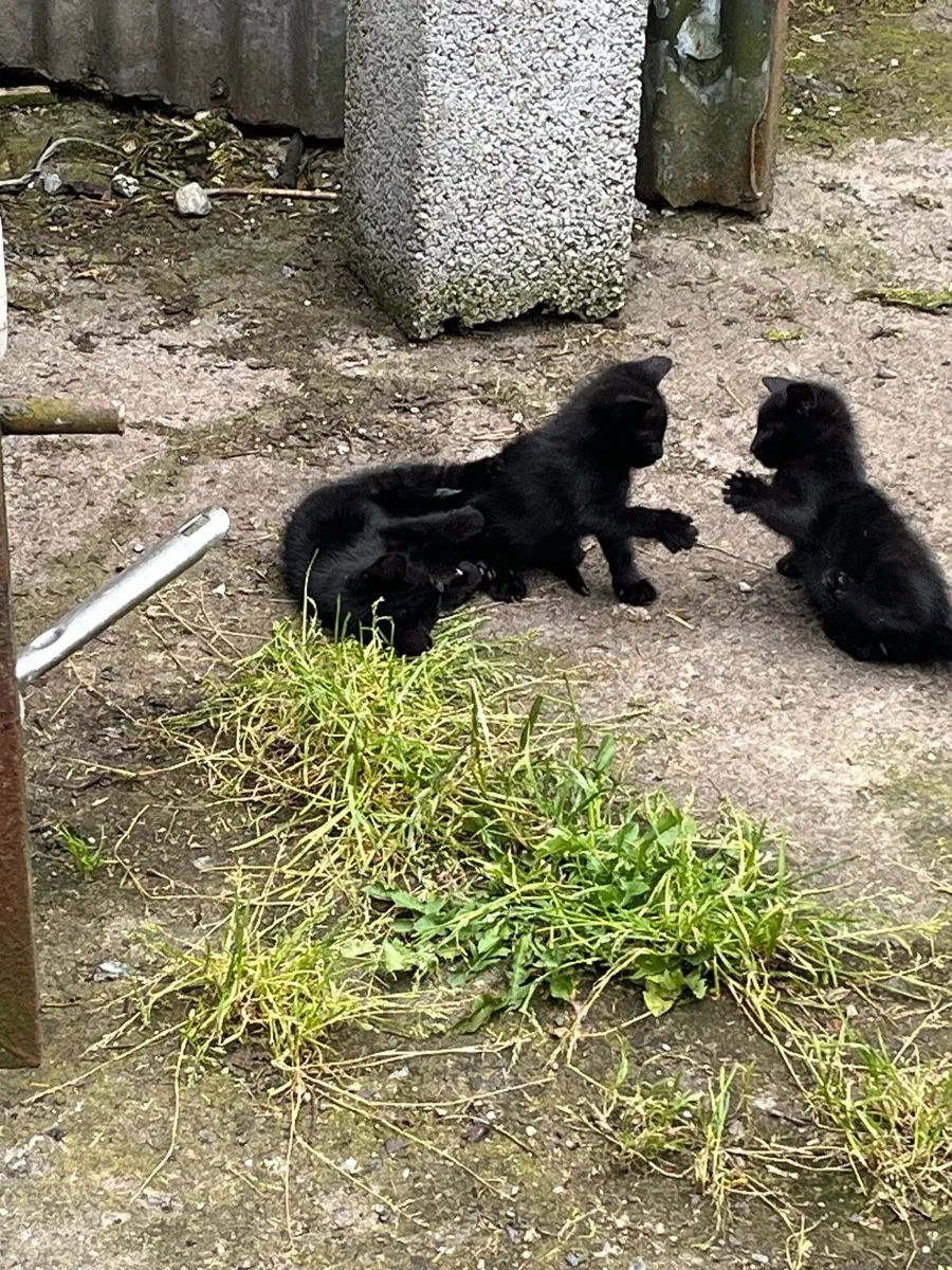 Kittens - Image 2