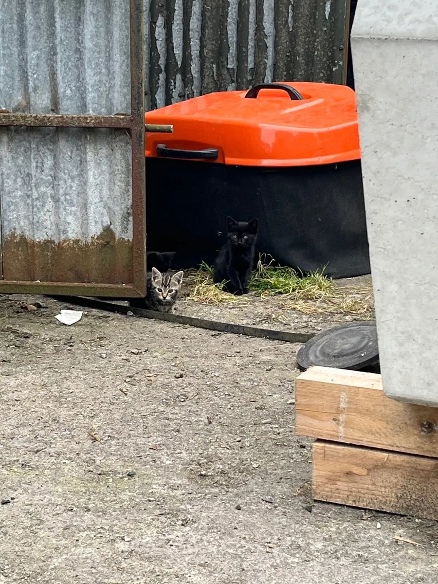 Kittens - Image 1