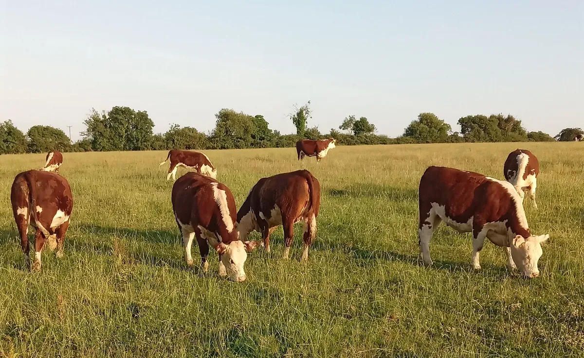 Pedigree Hereford Heifers - Image 1