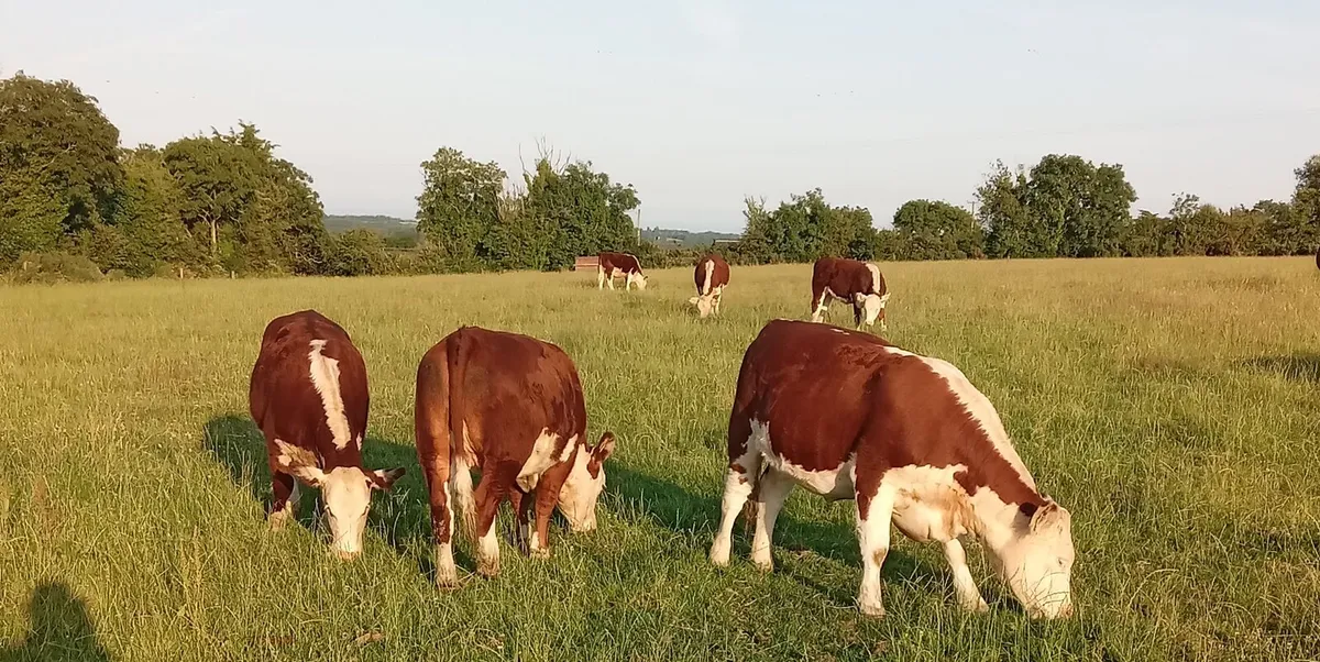 Pedigree Hereford Heifers - Image 2