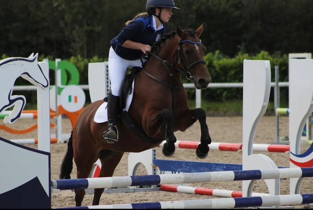 Beautiful 13.2 Connemara mare - great fun - Image 2