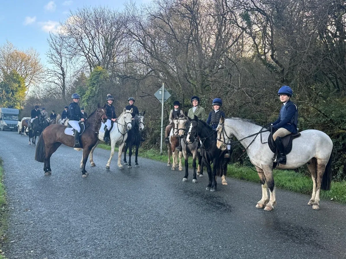 Beautiful 13.2 Connemara mare - great fun - Image 3
