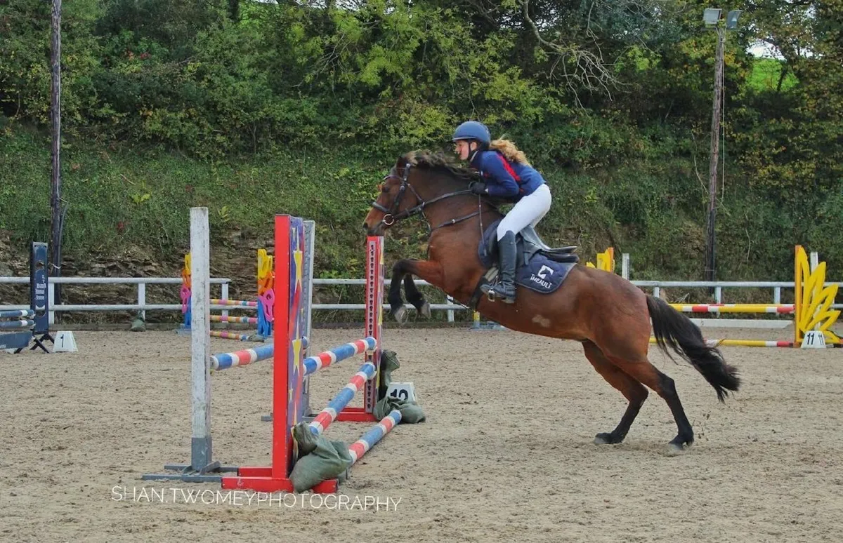 Beautiful 13.2 Connemara mare - great fun - Image 4