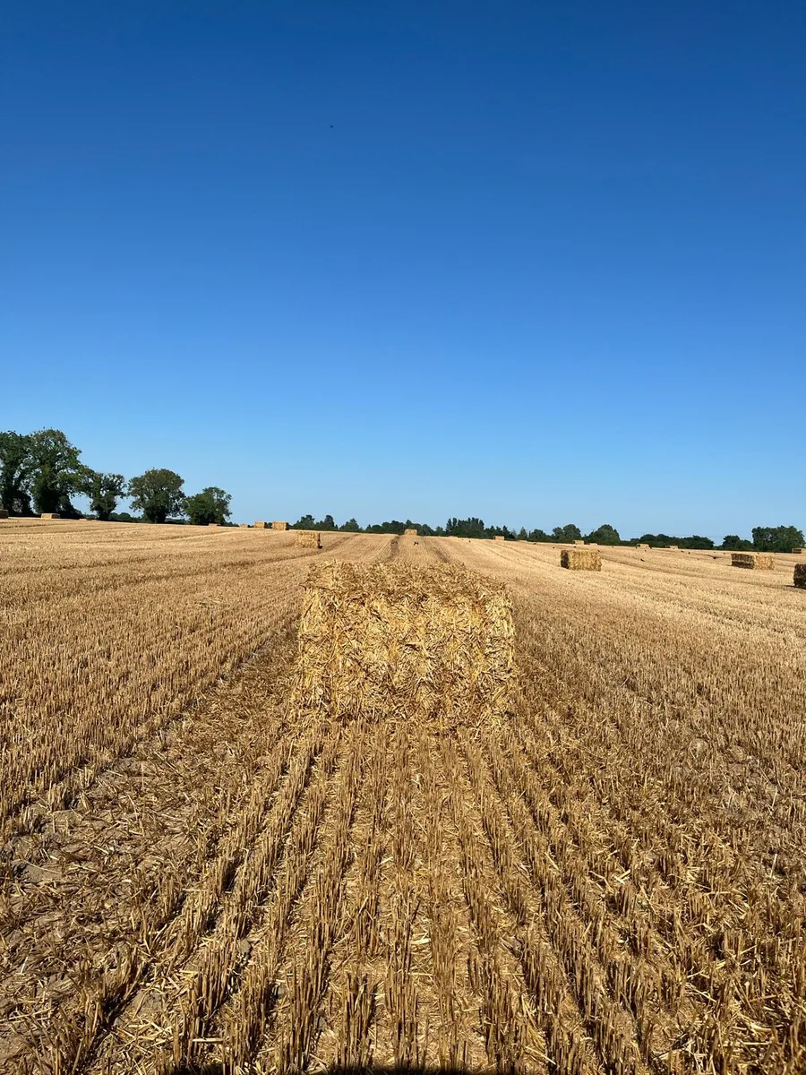 Straw bales 8-4-3 - Image 3