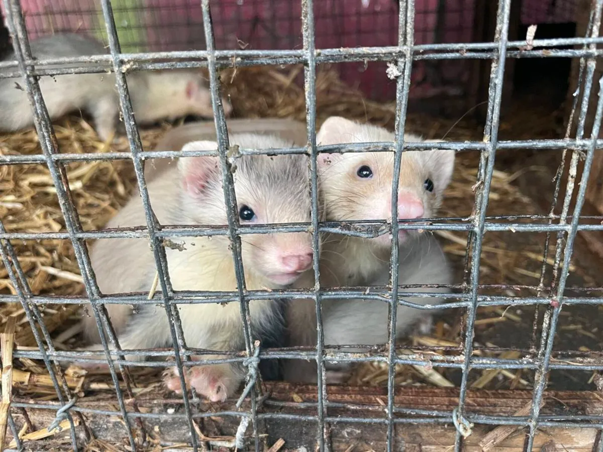 Ferrets - Image 3