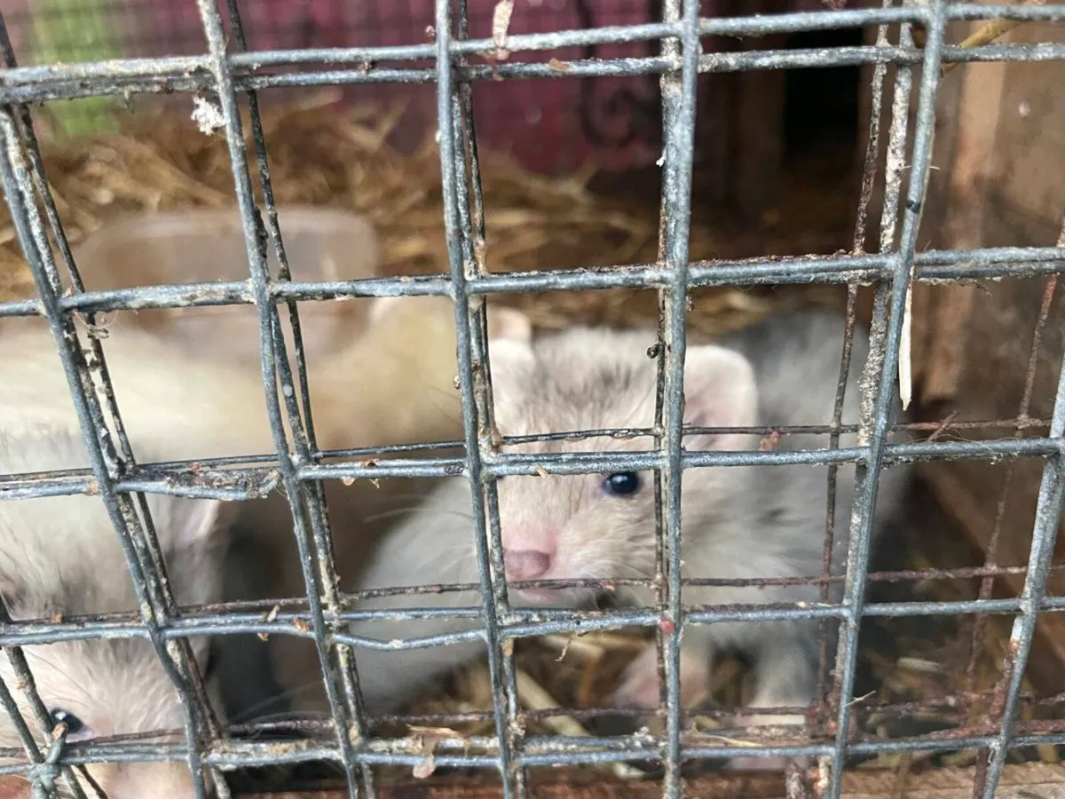 Ferrets - Image 4